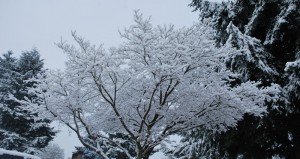 Snow Cherry Blossom