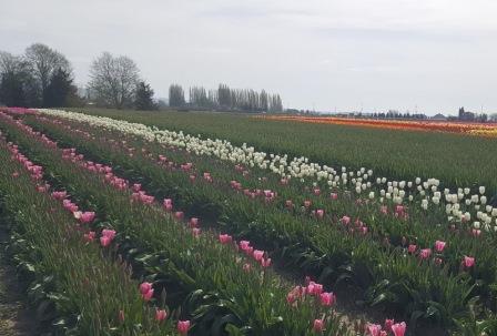 Tulipfest_2016